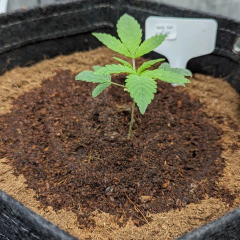 Dark Jedi x Grape Dosi Breath growlog timeline photo