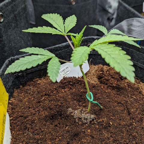 Grapez OG x True MAC growlog timeline photo