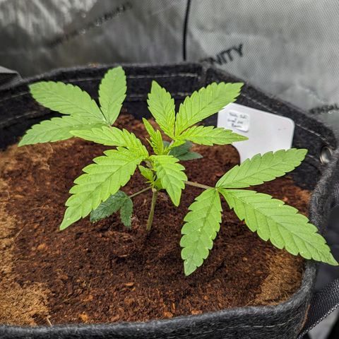 Dark Jedi x Grape Dosi Breath growlog timeline photo