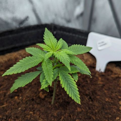Purple Lemonade  growlog timeline photo