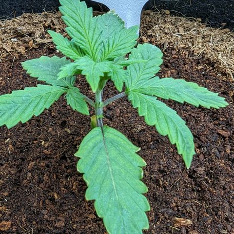 Pineapple Runtz Auto growlog timeline photo
