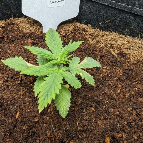 Peach Crescendo Auto growlog timeline photo