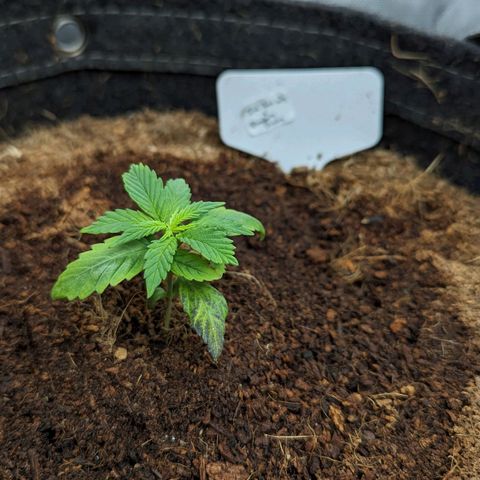 Ice Roc City x Blueberry Slushy f5 growlog timeline photo