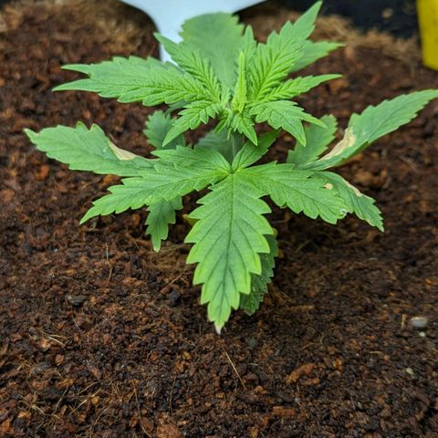 Peach Crescendo Auto growlog timeline photo