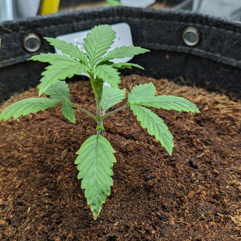 Pineapple Runtz Auto growlog timeline photo