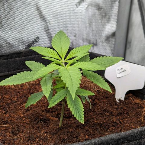 Purple Lemonade  growlog timeline photo