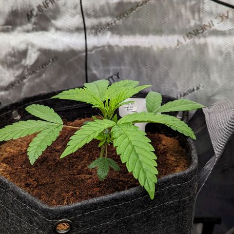 Dark Jedi x Grape Dosi Breath growlog timeline photo