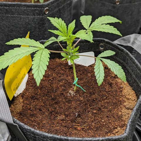 Grapez OG x True MAC growlog timeline photo