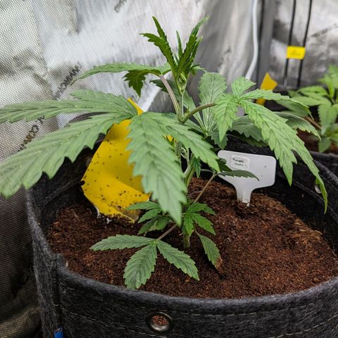 Pineapple Runtz Auto growlog timeline photo