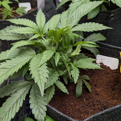 Grapez OG x True MAC growlog timeline photo