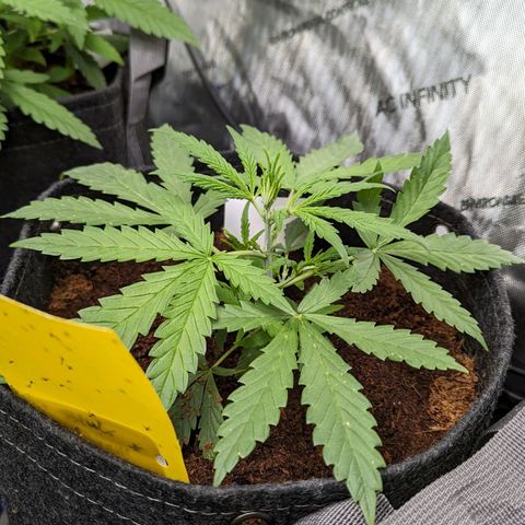 Peach Crescendo Auto growlog timeline photo