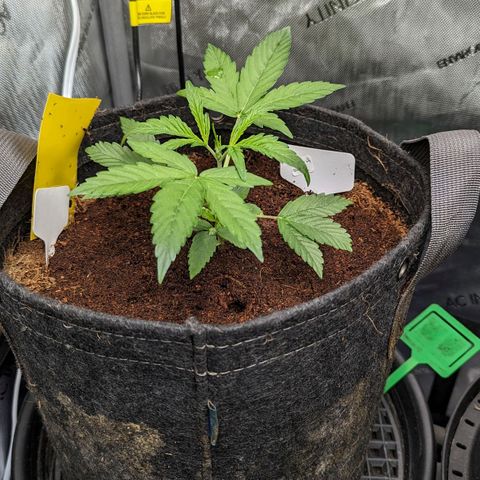 Ice Roc City x Blueberry Slushy f5 growlog timeline photo