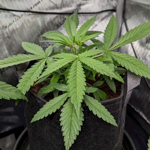 Purple Lemonade  growlog timeline photo