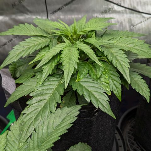 Dark Jedi x Grape Dosi Breath growlog timeline photo