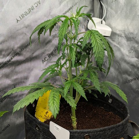 Pineapple Runtz Auto growlog timeline photo