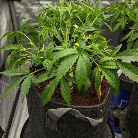Grapez OG x True MAC growlog timeline photo