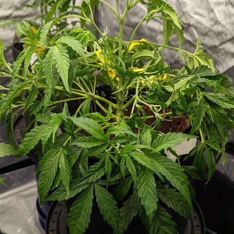 Dark Jedi x Grape Dosi Breath growlog timeline photo
