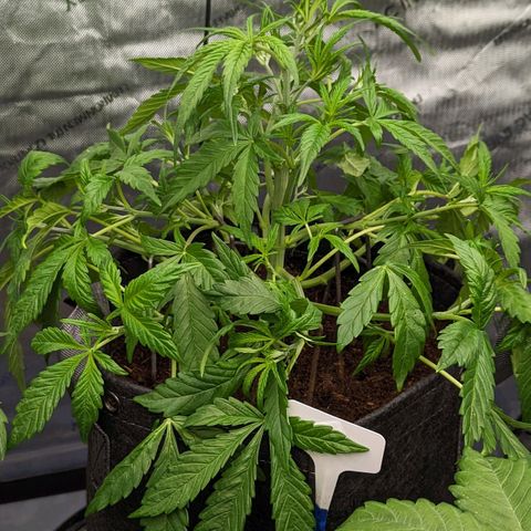 Purple Lemonade  growlog timeline photo