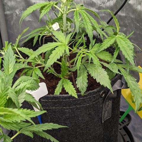 Peach Crescendo Auto growlog timeline photo