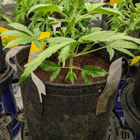 Ice Roc City x Blueberry Slushy f5 growlog timeline photo