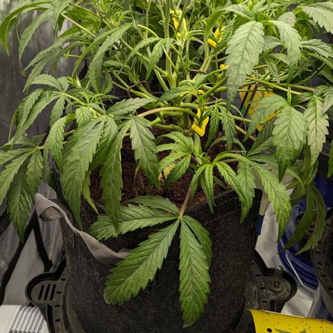 Grapez OG x True MAC growlog timeline photo