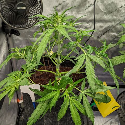 Peach Crescendo Auto growlog timeline photo