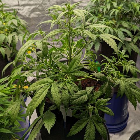 Purple Lemonade  growlog timeline photo