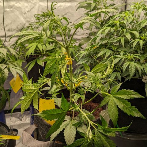 Ice Roc City x Blueberry Slushy f5 growlog timeline photo