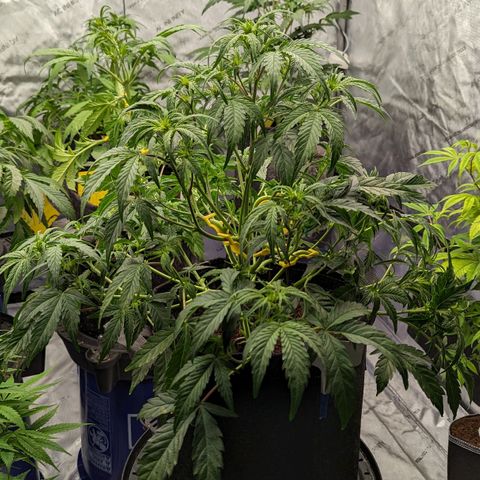 Pineapple Runtz Auto growlog timeline photo