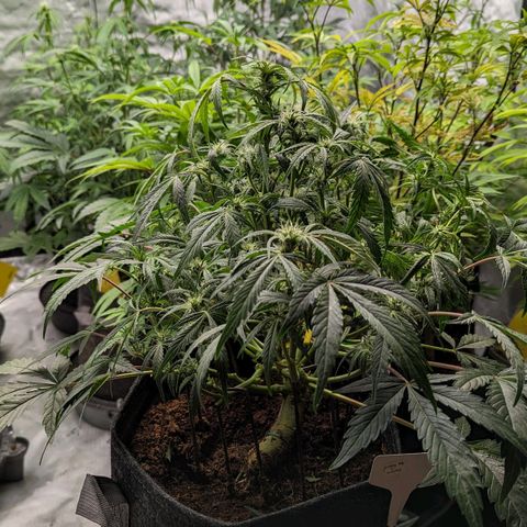 Grapez OG x True MAC growlog timeline photo