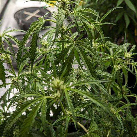 Peach Crescendo Auto growlog timeline photo