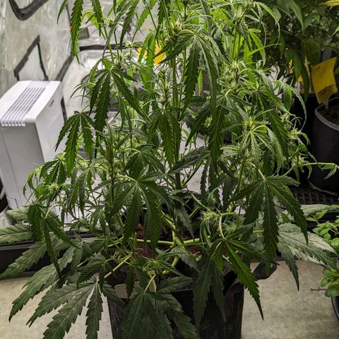 Peach Crescendo Auto growlog timeline photo