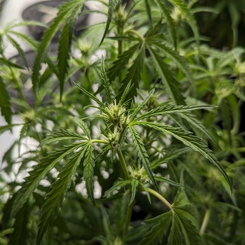 Peach Crescendo Auto growlog timeline photo