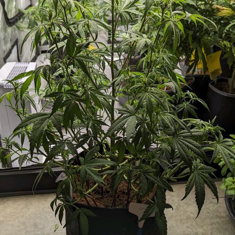 Purple Lemonade  growlog timeline photo