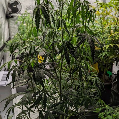 Pineapple Runtz Auto growlog timeline photo