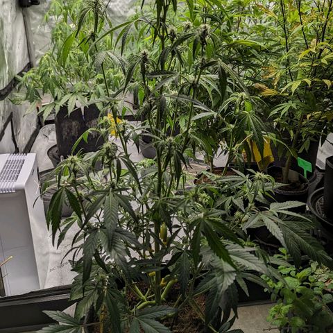 Ice Roc City x Blueberry Slushy f5 growlog timeline photo