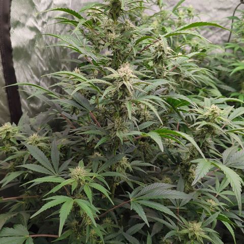 Ice Roc City x Blueberry Slushy f5 growlog timeline photo