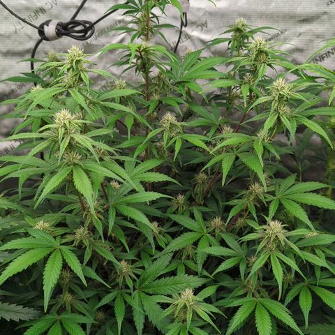 Purple Lemonade  growlog timeline photo