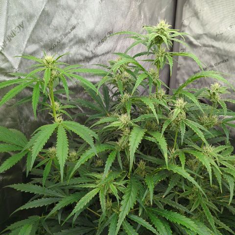 Peach Crescendo Auto growlog timeline photo