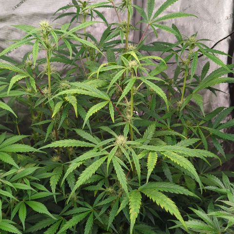 Pineapple Runtz Auto growlog timeline photo