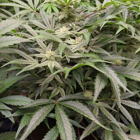 Grapez OG x True MAC growlog timeline photo
