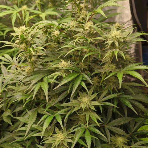 Dark Jedi x Grape Dosi Breath growlog timeline photo