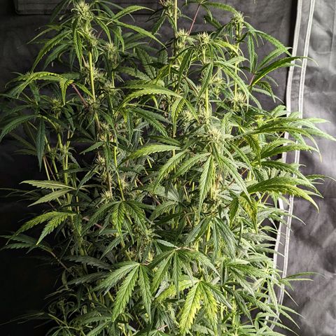 Pineapple Runtz Auto growlog timeline photo