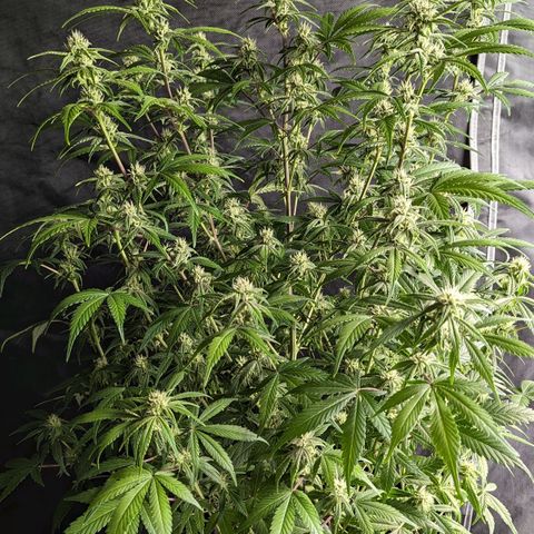 Purple Lemonade  growlog timeline photo