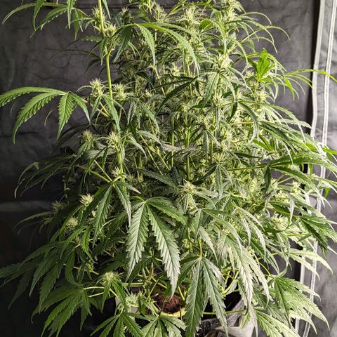 Peach Crescendo Auto growlog timeline photo