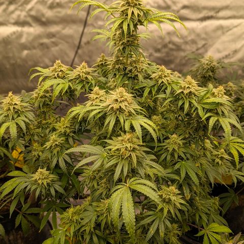 Hi-Biscus 1 growlog timeline photo
