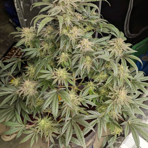 Hi-Biscus 1 growlog timeline photo