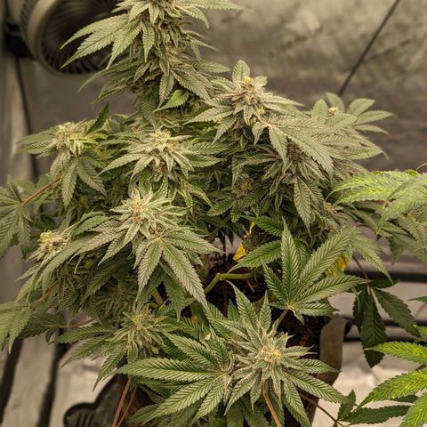 California Octane 1 growlog timeline photo