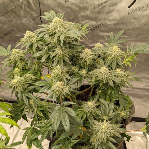 California Octane 2 growlog timeline photo