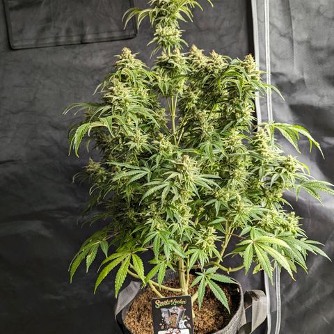 Hi-Biscus 1 growlog timeline photo